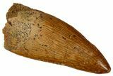 Serrated, Carcharodontosaurus Tooth - Real Dinosaur Tooth #341255-1